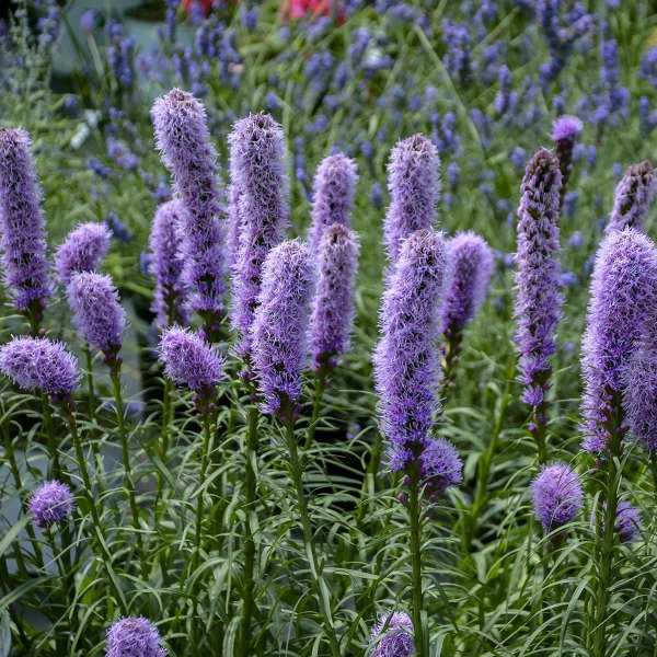Gayfeather Seeds - 100+ Liatris spicata - Purple Spiked Flowers - Butterfly & Bee Friendly, Perennial Garden Plant