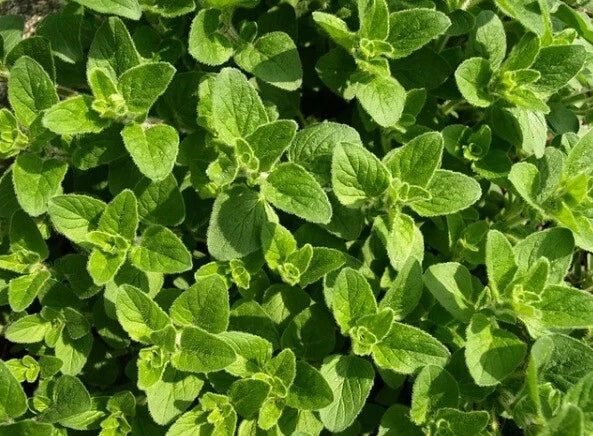 Oregano Herb Seeds - 100+ Organic Heirloom Seeds for Garden Planting - Origanum vulgare