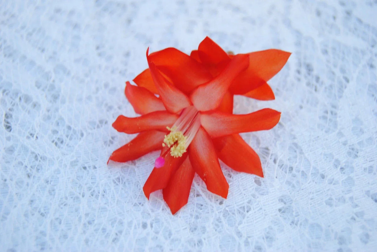 Christmas Cactus Starter Plant - Small Healthy Malibu Variety - Schlumbergera Truncata - Well Rooted for Easy Growth
