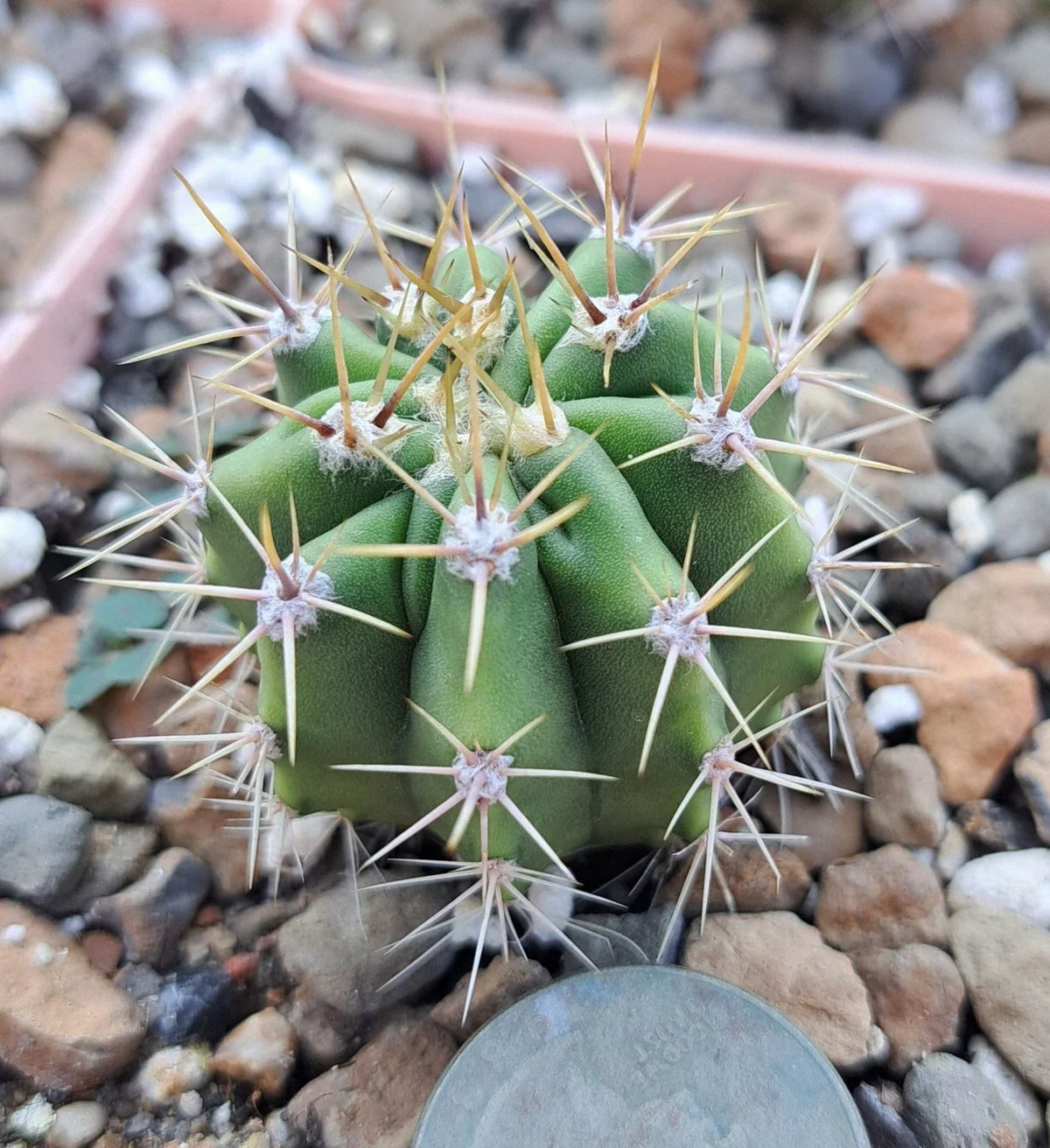 Bare Root Cactus Plant - Large Ferocactus Robustus - Golden Barrel Cactus - Unique Desert Succulent for Home Decor