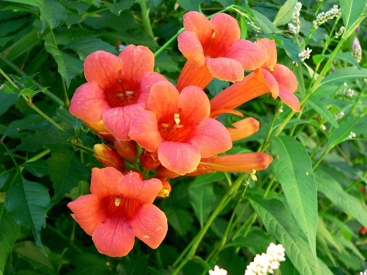 Hummingbird Trumpet Creeper Vine Seeds - 70 Count - Campsis Radicans - Attracts Hummingbirds, Vibrant Orange-Red Flowers