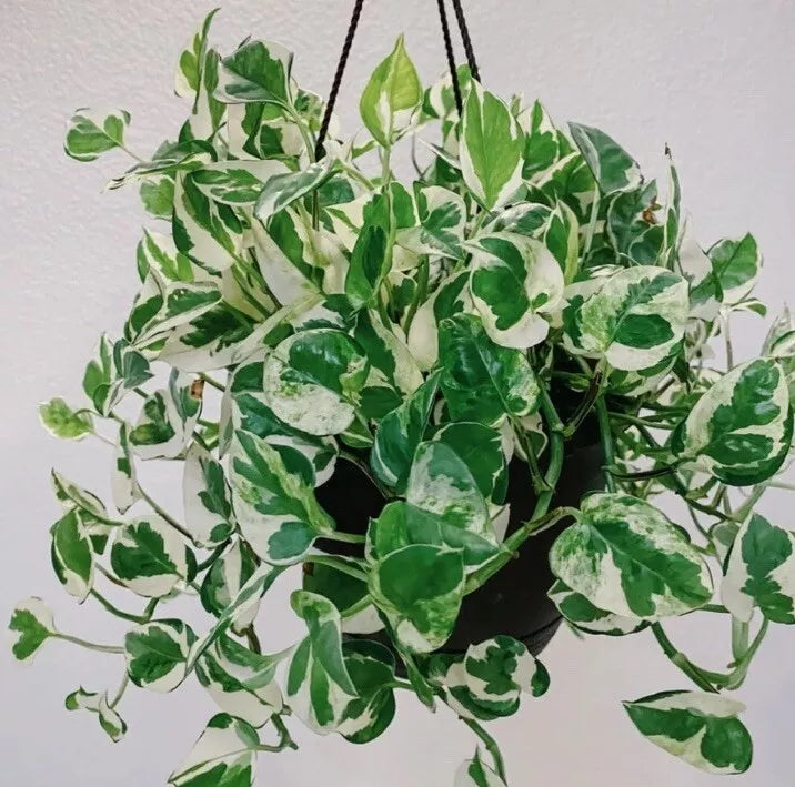 N Joy Pothos Cuttings 4-6 Inches - Epipremnum aureum 'N Joy' - Indoor Plant Propagation Supplies - Variegated Houseplant