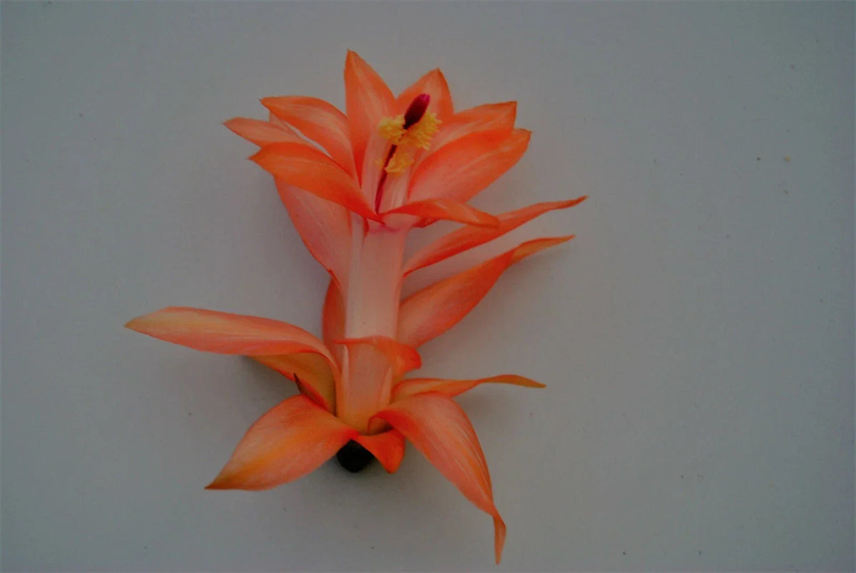 Christmas Cactus Starter Plant - 4-Inch Pot - Bradien - Schlumbergera truncata - Well Rooted, Lush Green Foliage for Home Decor