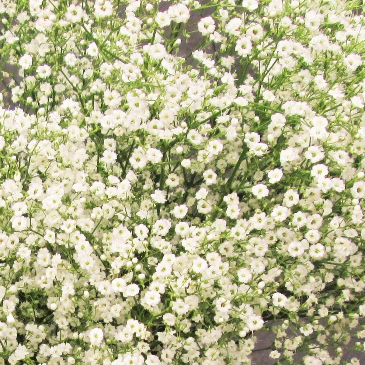 Annual Baby's Breath Seeds - 100 Count Gypsophila Elegans - Showy White Flowers for 2025 Planting