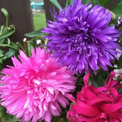 Aster Flower Seeds - 100 Seeds - Vibrant Annual Cut Flowers - Aster spp. - Attracts Pollinators for Garden Beauty
