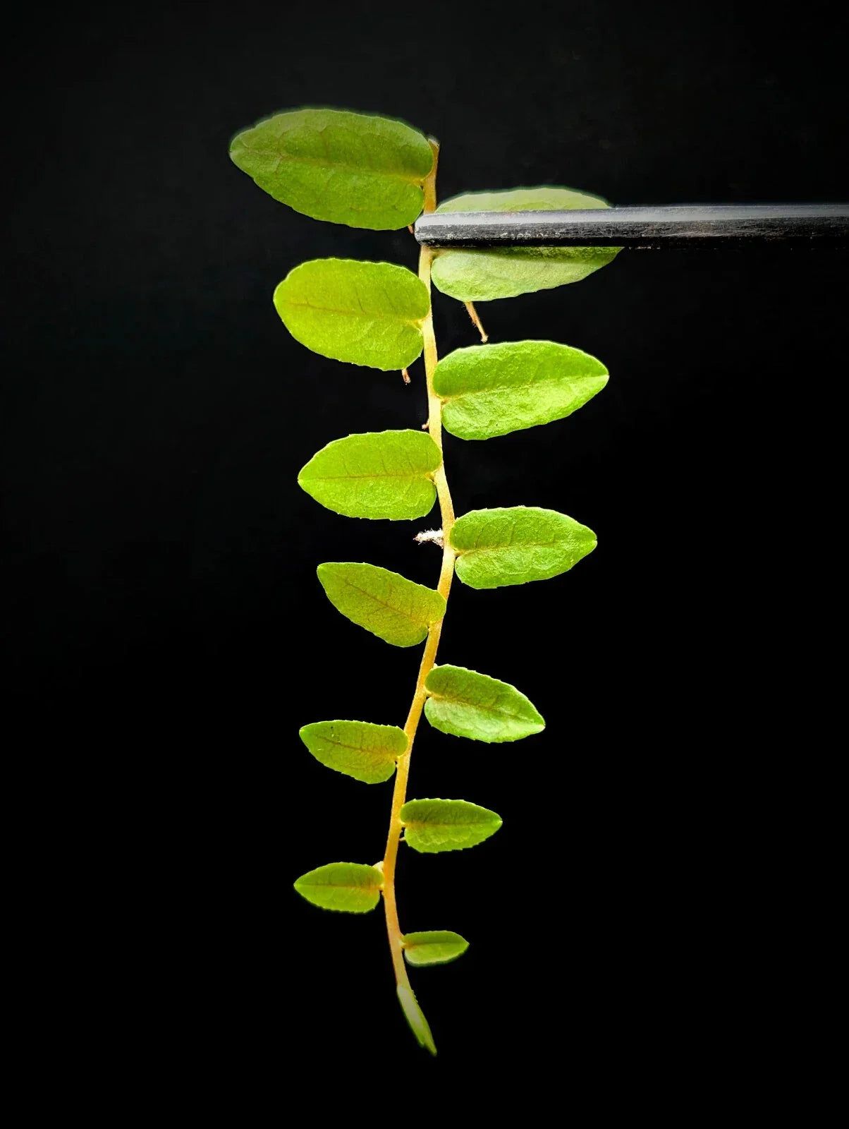 Marcgravia sp. Bastimentos Cutting | 10-Leaf Tropical Houseplant | Unique Indoor Terrarium Plant for Home Decor