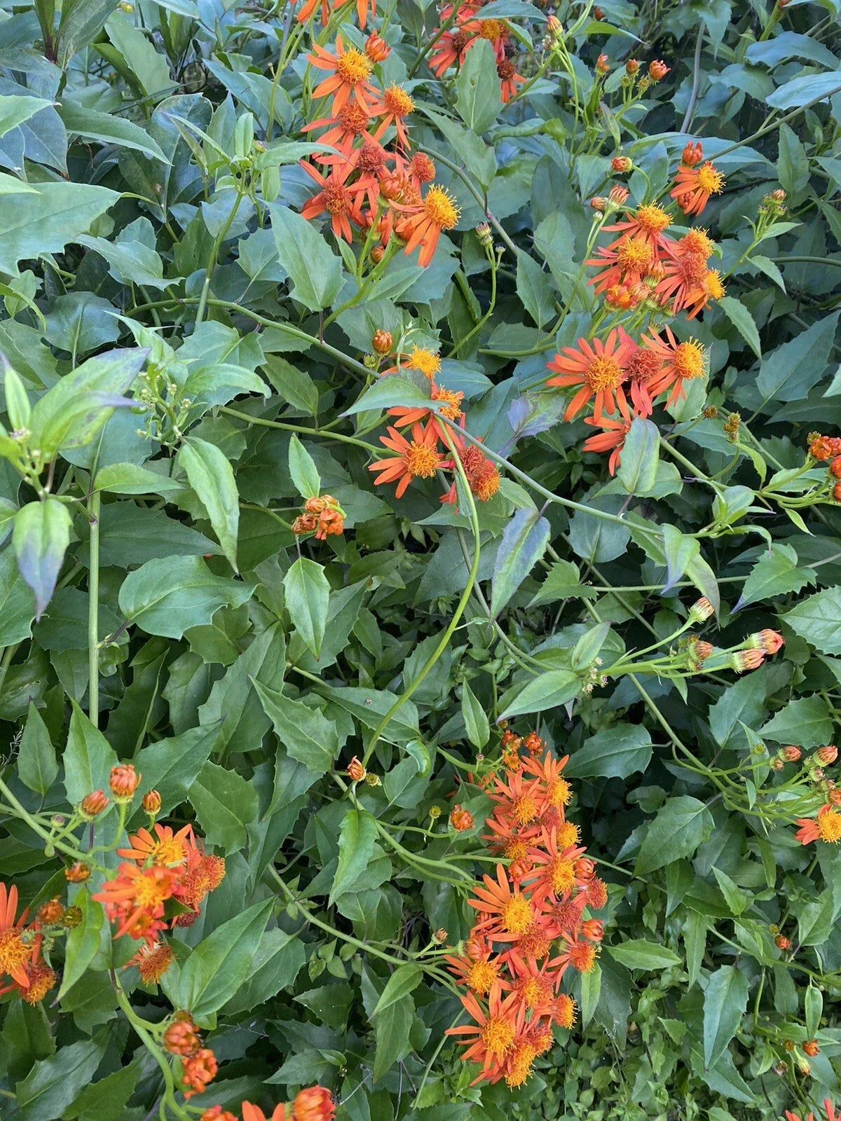 Mexican Flame Vine Cuttings 10 Pack 5-7 inches Pseudogynoxys Chenopodioides No Roots - Fast-Growing Climbing Vine for Garden