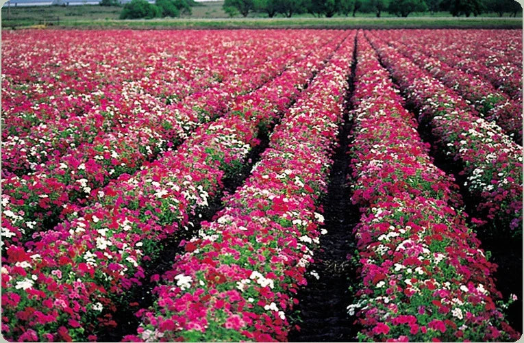 Phlox Seed Packet 50 Count Drummond Mix Butterfly Magnet Phlox drummondii - Attracts Butterflies, Vibrant Colors
