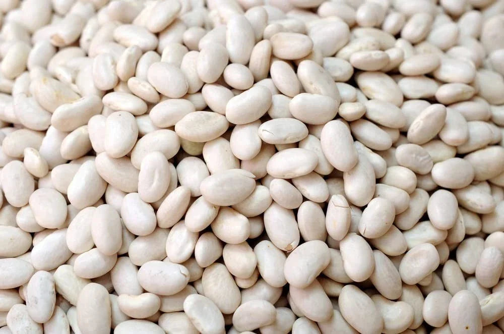 Navy Bean Seeds - 50 Premium White Kidney Bean Seeds, Phaseolus vulgaris for Planting, Easy to Grow, High Germination Rate