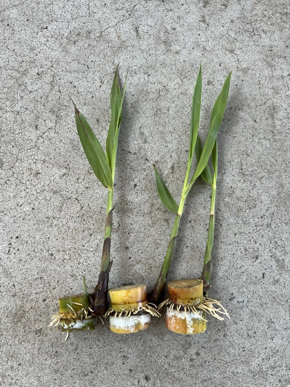 Rooted Sugarcane Cuttings - 3 PCs Saccharum officinarum - Sweet Juicy Tropical Plant for Home Gardens