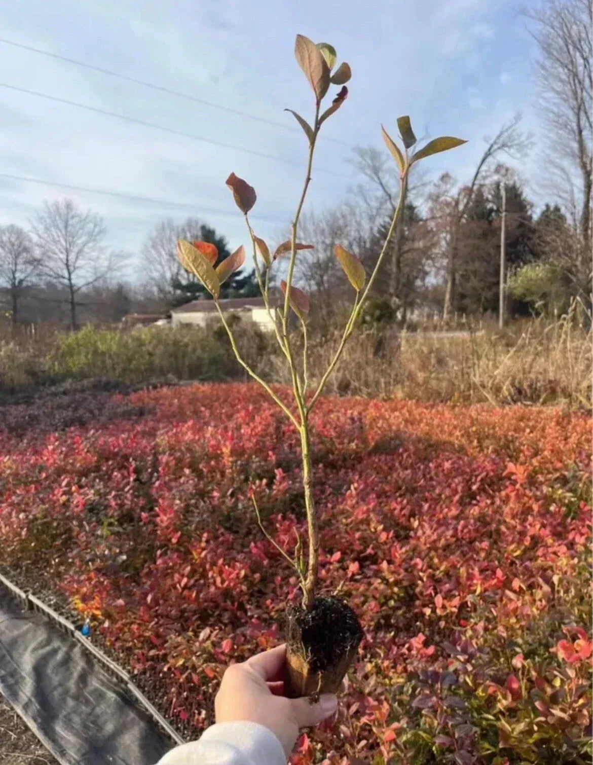 Rooted Blueberry Cuttings - 15 Pack - Highbush Variety - Vaccinium corymbosum - Premium Home Garden Plants