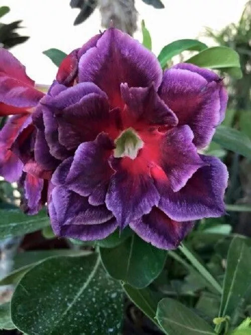 Desert Rose Seeds 4 Pack - Fuchsia Magenta Adenium Obesum - Exotic Flower for Garden or Indoor - Easy to Grow