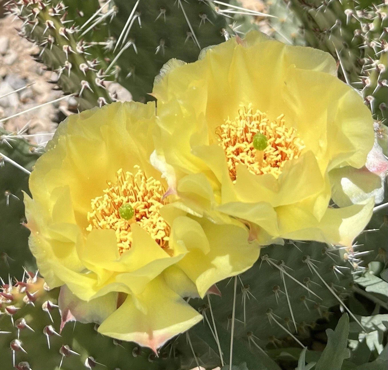Plains Prickly Pear Cactus Cutting, Cold Hardy Opuntia polyacantha, Drought-Tolerant Succulent for Garden or Container Planting