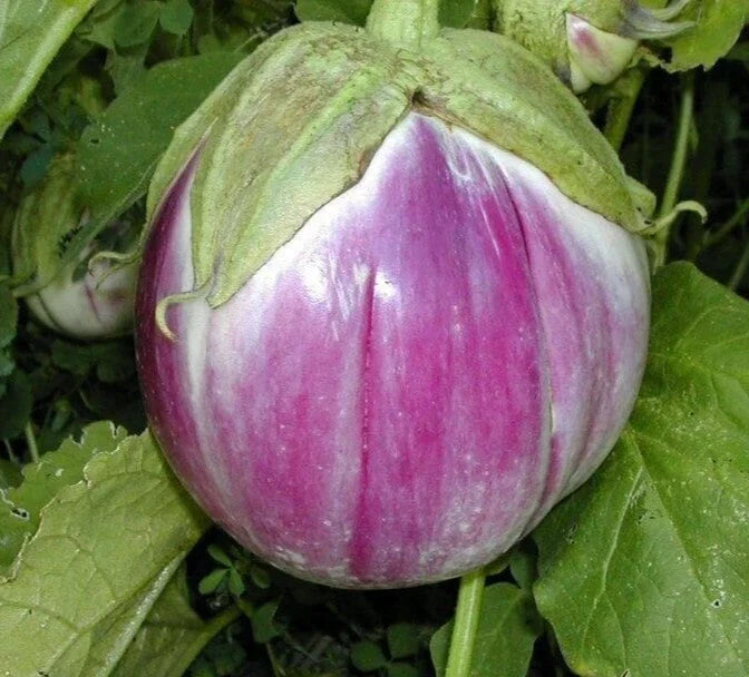 Rosa Bianca Eggplant Seeds - 30 Premium Heirloom Seeds - Solanum melongena - Non-GMO, Easy to Grow for Home Gardens