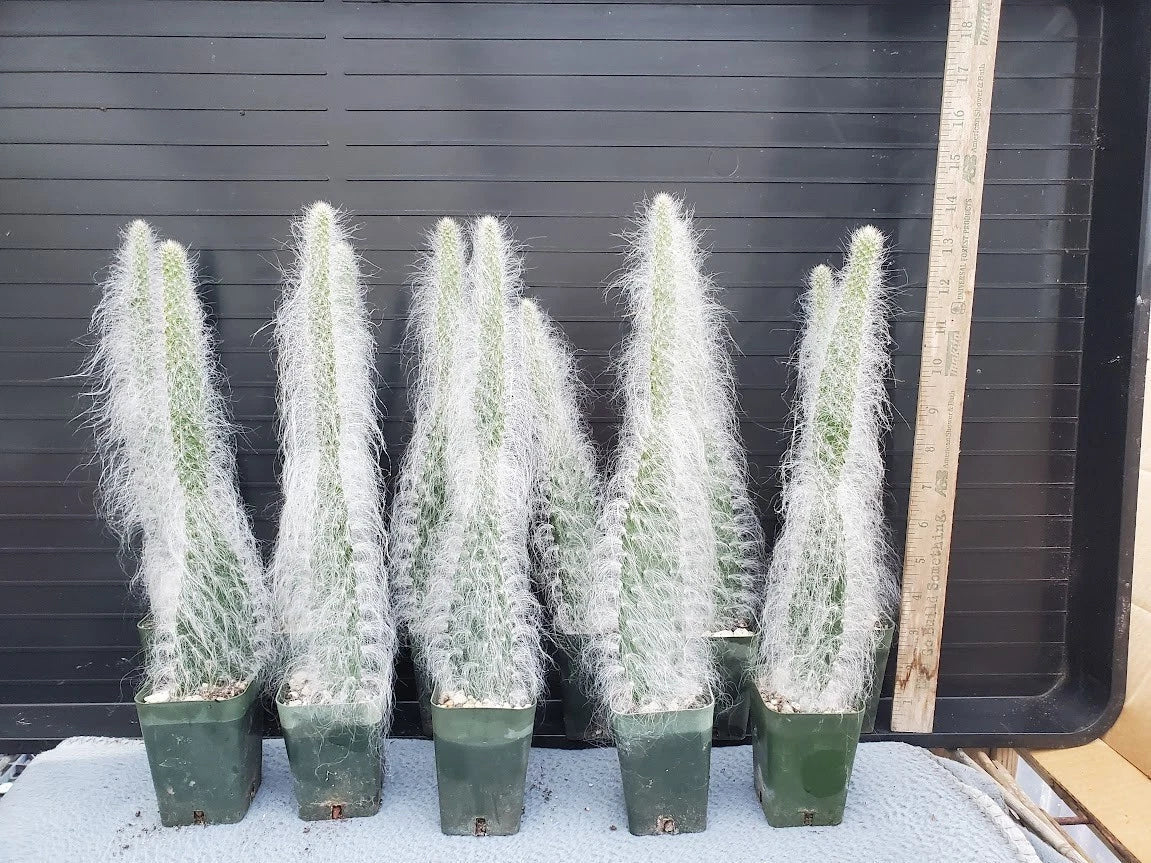 Opuntia 'Snow' Cactus - Potted Plant - Thick White Hair - Hairy Roger - Unique Indoor Decor - Opuntia spp.