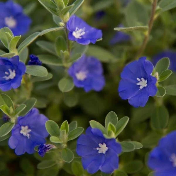 Evolvulus Blue Daze Live Plant Plug - Well-Rooted Ground Cover with Blue Flowers - Evolvulus glomeratus for Gardens & Landscaping