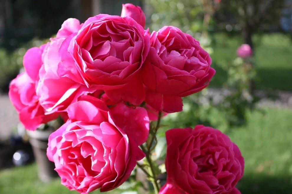 Grande Dame Rose Cuttings - 3 Unrooted 6" Cuttings - Rosa 'Grande Dame' - Classic Blooms for Gardens and Landscapes