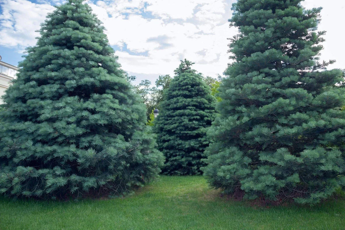 Apache White Fir Seeds - 30 Seeds - Abies concolor - Native AZ Apache Variety - Blue-Green Needles for Landscape Design