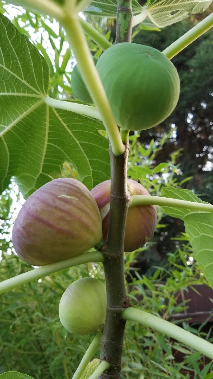 Hardy Fig Tree Cuttings - Self Fertile Fast Growing Ficus carica - Easy to Grow Fruiting Plant for Garden and Containers