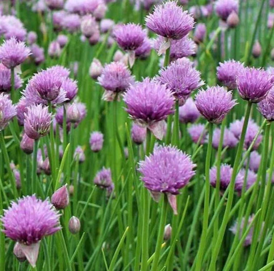 Chives Seeds 1000+ Perennial Herb with Purple Flowers - Allium schoenoprasum - Culinary Garden Planting Supplies