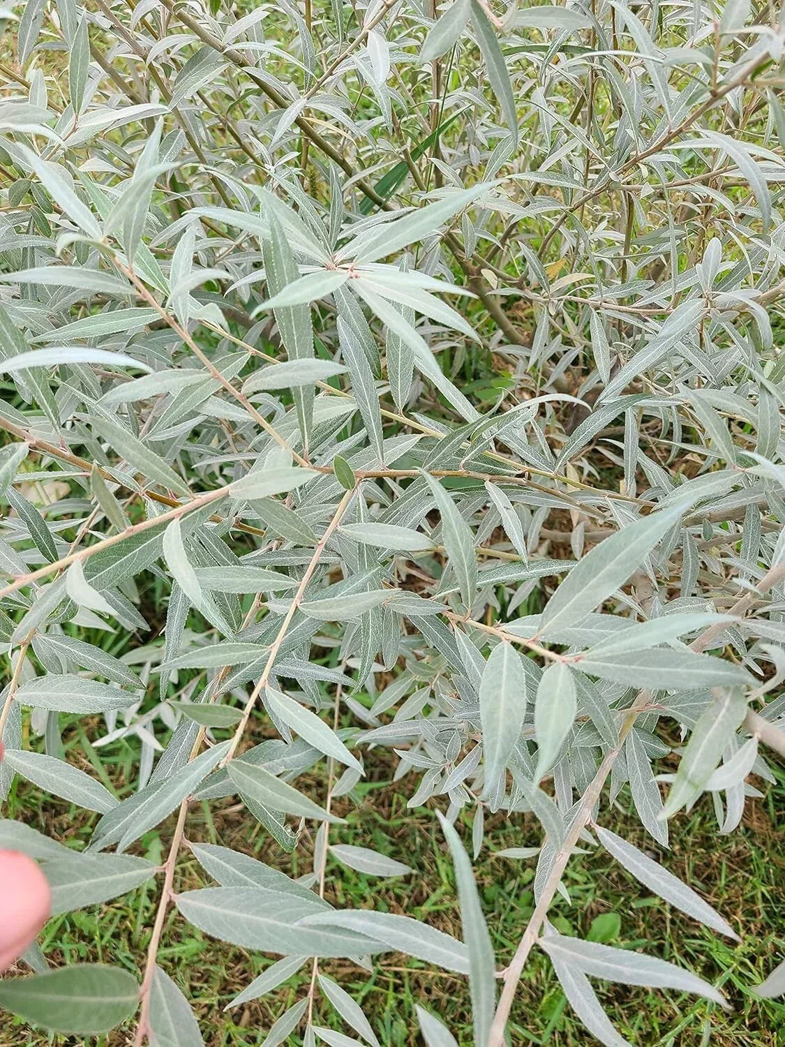 Edelweiss Willow Tree Cutting - Fast Growing Hedge Plant - Salix helvetica - Silvery-Green Leaves for Privacy & Shade