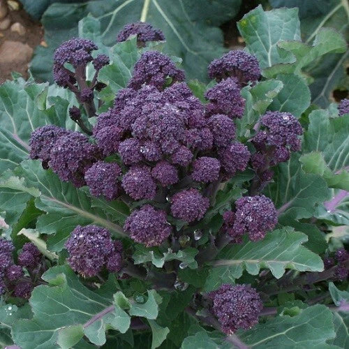 Purple Sprouting Broccoli Seeds - Bulk Non-GMO 300-4,000 Count - Cold Hardy Brassica oleracea Var. Italica