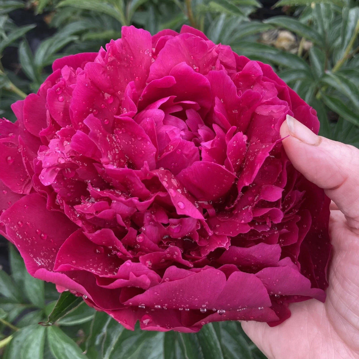 Herb Peony Bare Root Plant, Large with 5-7 Eyes, Avis Varner Variety, Paeonia lactiflora, Field Grown, Fall Shipping