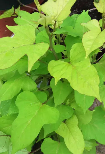 Sweet Caroline Morning Glory Plant - Lime Green Hybrid - Ipomoea Batatas - Flowering Vine - Starter Plant