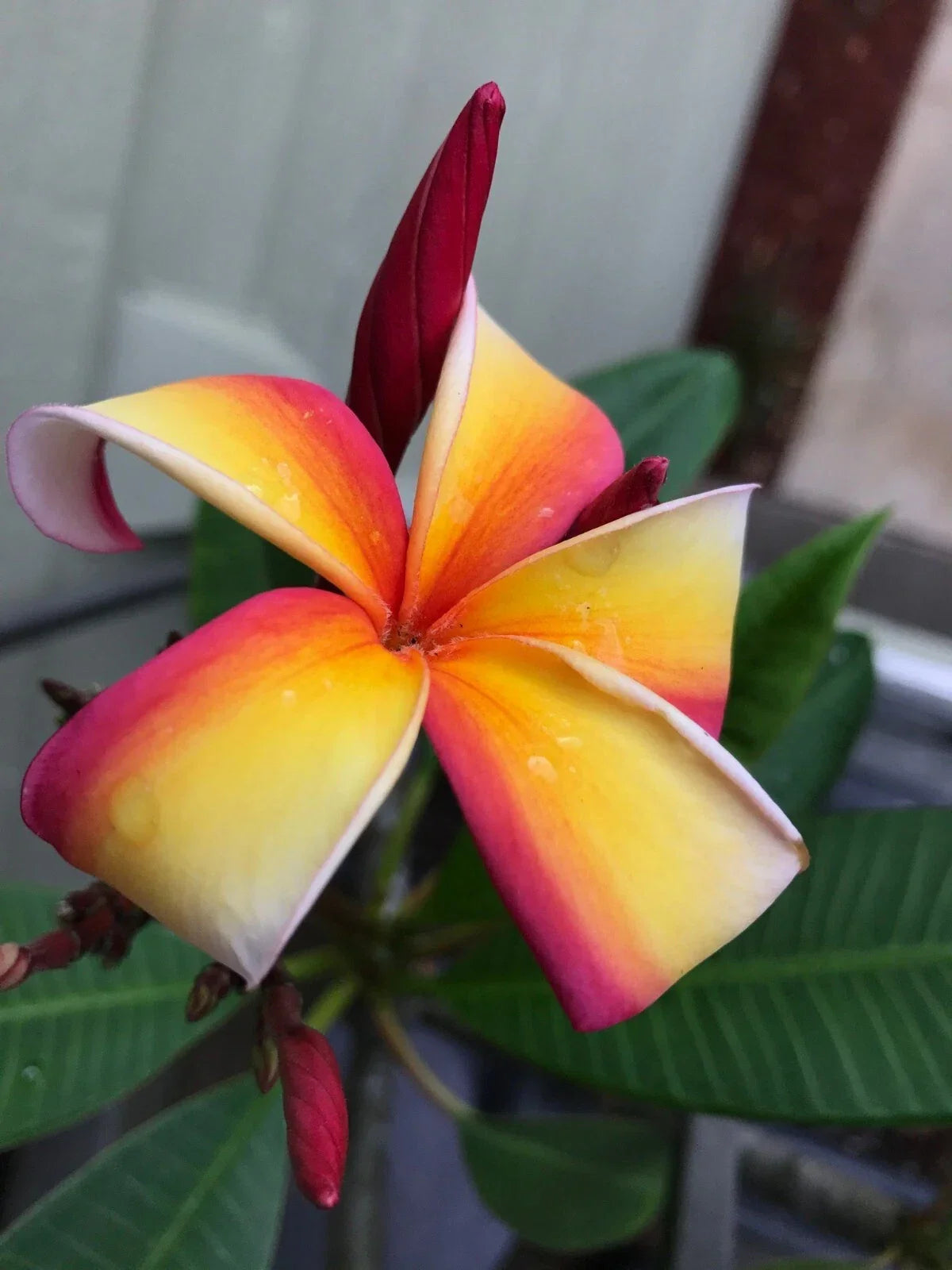 Fresh Plumeria Cutting 12” Tropical Flowering Plant Plumeria spp. for Easy Propagation, Vibrant Fragrant Blooms