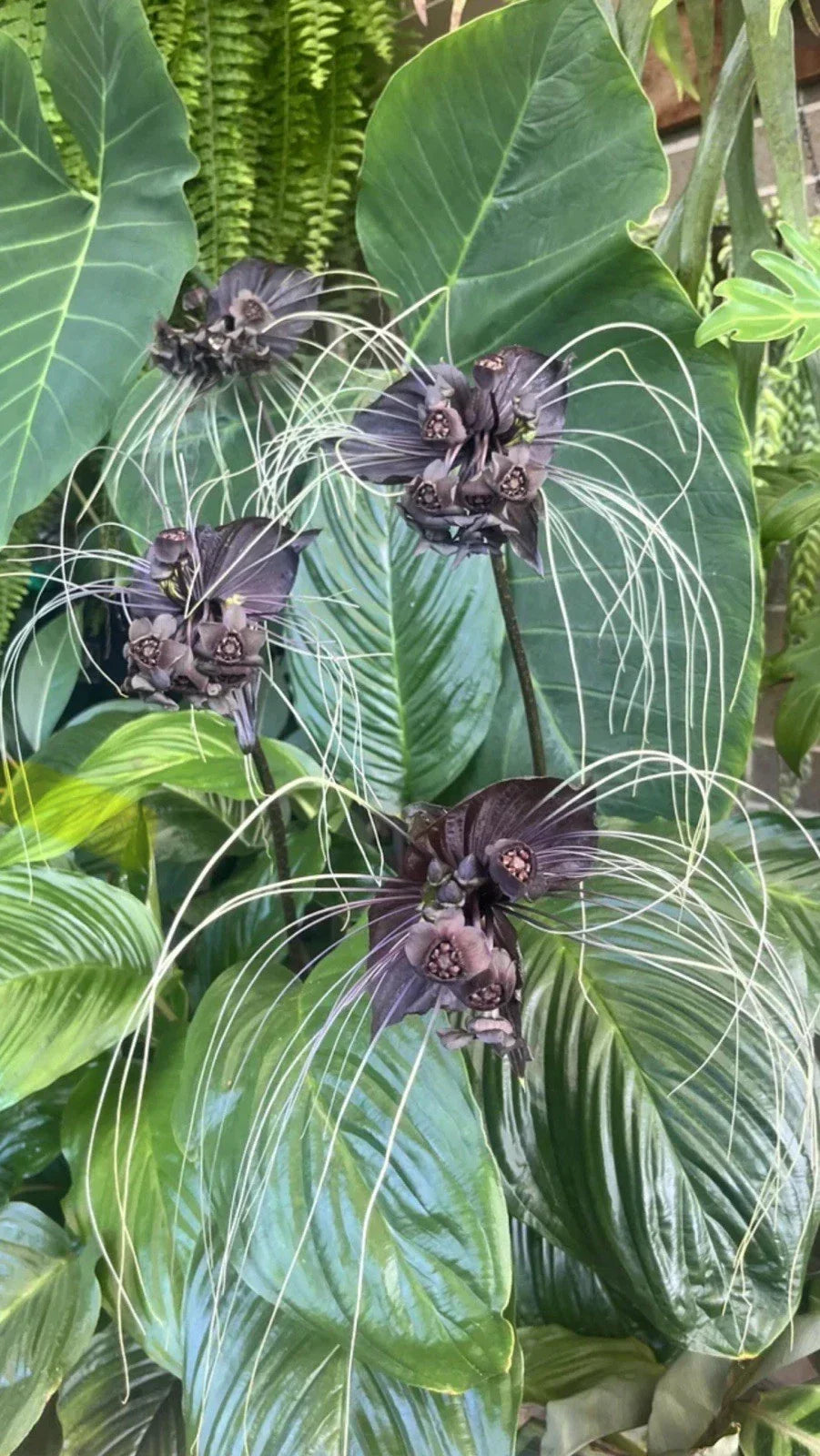 Black Bat Flower Plant - Small Rooted Starter - Dark Purple/Black - Tacca chantrieri - Exotic Indoor/Outdoor Gardening