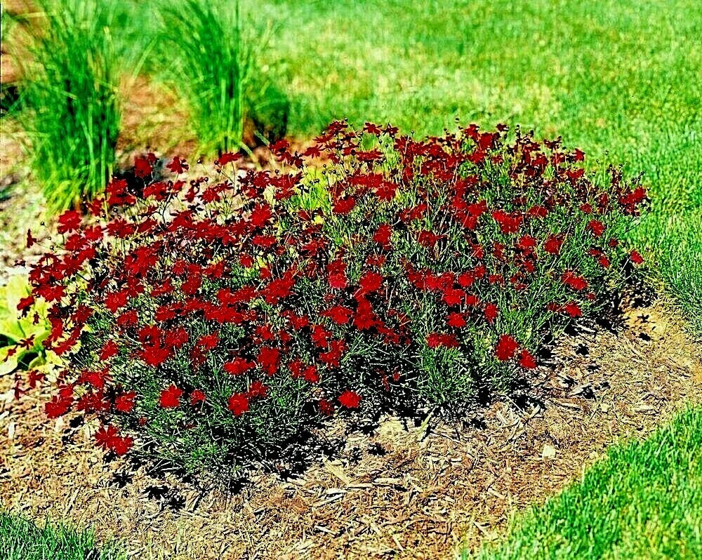 Dwarf Red Plains Coreopsis Seeds | Native Wildflower | Drought-Tolerant & Pollinator-Friendly | Coreopsis tinctoria