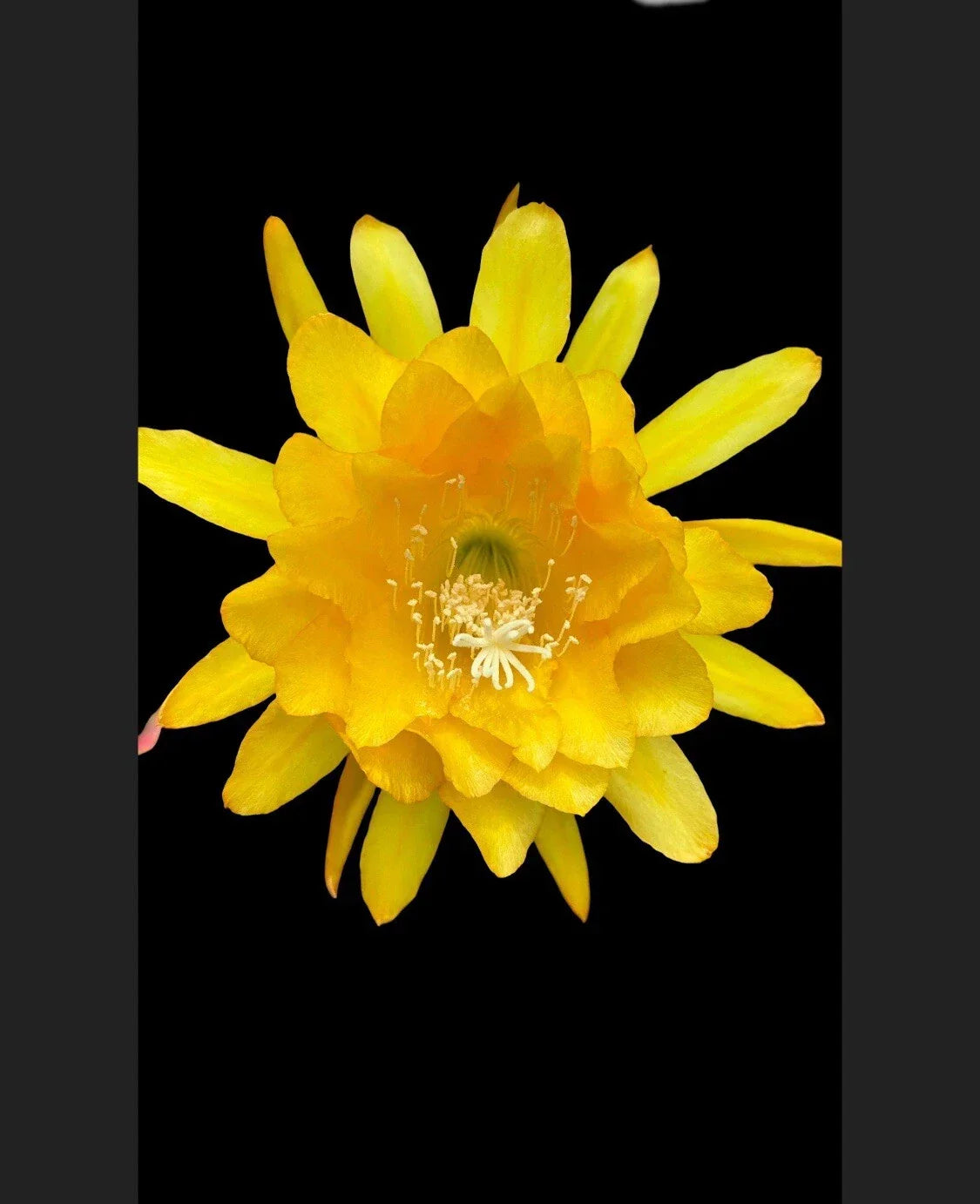 Rooted Live Aquarium Plant - Yellow Tang - Zebrasoma flavescens - 4-Inch Pot - Easy Care Indoor/Outdoor Gardening