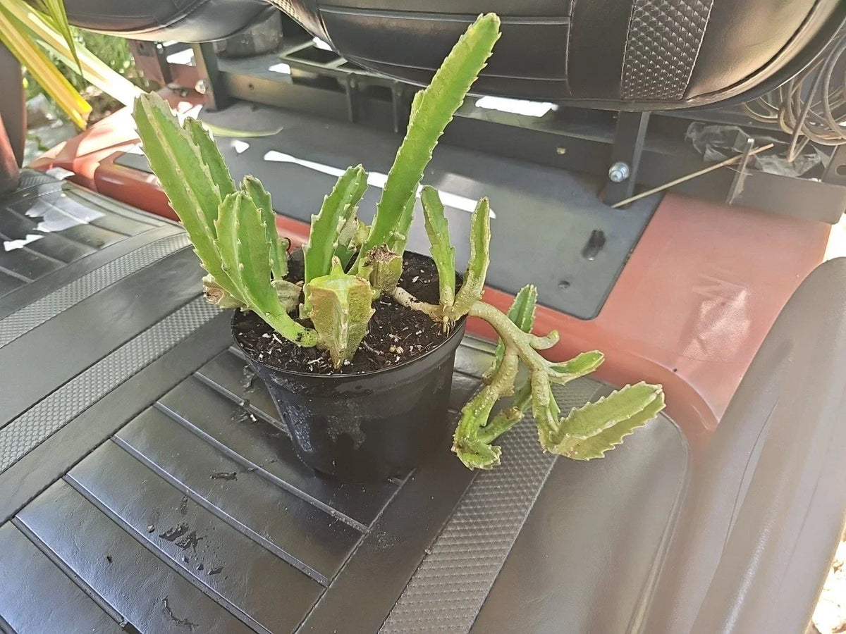 Stapelia gigantea Succulent 6" Pot Large Starfish Cactus Rare Plant | Unique Star-Shaped Flowers | Drought-Resistant Cactus