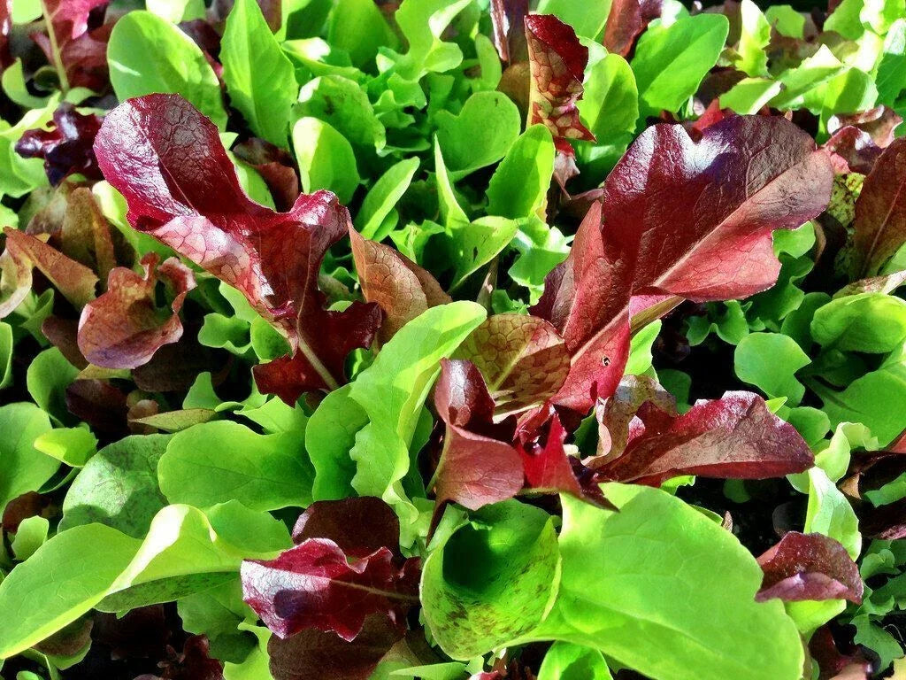 Mesclun Mix Seeds 500+ | Diverse Salad Greens | Lettuce, Mustard, Tatsoi, Mizuna, Kale, Arugula | Non-GMO