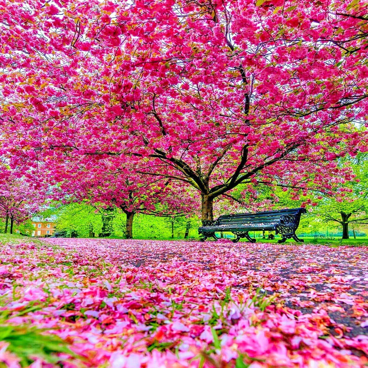 Japanese Sakura Cherry Blossom Tree Seeds - Ornamental Gardening - Prunus sargentii - Pack of 10 Non-GMO Seeds