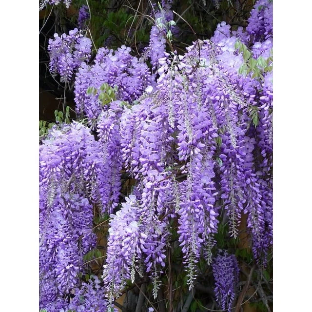 Wisteria Live Plants - 2 Rooted Purple Flowering Vines - Wisteria sinensis - Fragrant Climbing Garden Plants