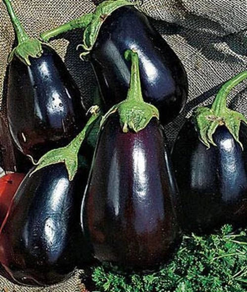 Black Beauty Eggplant Seeds | 150+ Non-GMO Heirloom Seeds | Solanum melongena | Exotic Vegetable Garden