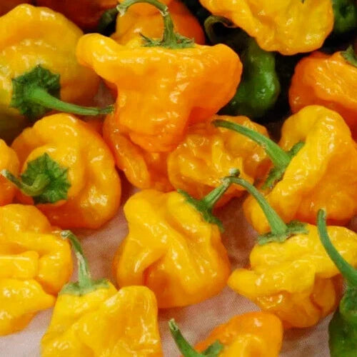 Jamaican Yellow Hot Pepper Seeds 30+ Capsicum chinense Spicy Culinary Variety for Garden & Kitchen