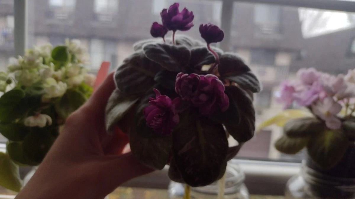 African Violet Unrooted Leaves 2 Fresh Cut Witch Doctor Variety Saintpaulia ionantha - Ideal for Propagation and Indoor Gardening