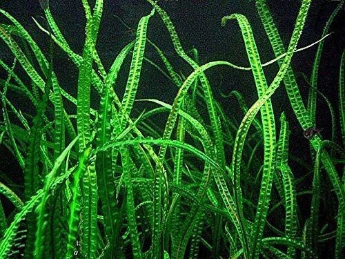 Live Aquarium Plant - Cryptocoryne Balansae - Easy Care Aquatic Greenery for Freshwater Aquariums - Lush Green Foliage