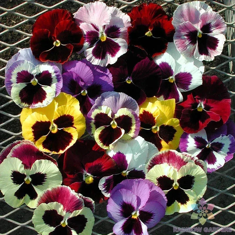 Majestic Giants Mix Pansy Seeds - 200+ Premium Viola tricolor var. hortensis - Vibrant Colors for Garden - USA Grown