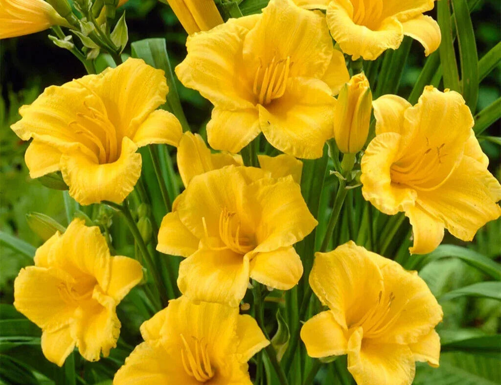 STELLA D'ORO Daylily Live Plant - 8 Eyed Clump, Yellow Blooms, Hemerocallis 'Stella de Oro', Perennial Flowering Plant