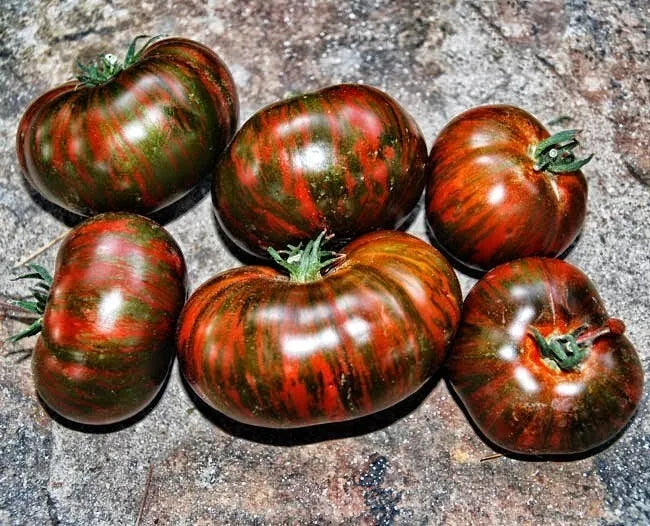 Chocolate Stripe Tomato Seeds - 120+ Organic Heirloom Non-GMO - Solanum lycopersicum - Rare Variety for Home Gardening