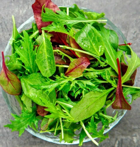 Gourmet Lettuce Blend Seeds | Bulk 1000+ Mixed Salad Bowl Seeds | Lactuca sativa | Non-GMO Culinary Variety