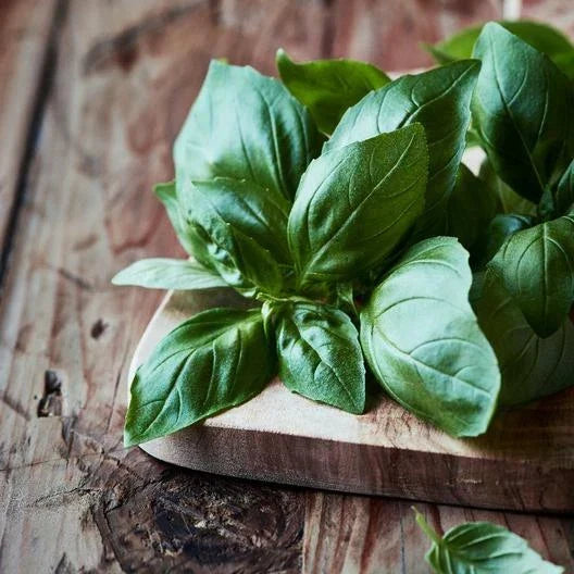 Italian Large Leaf Basil Seeds - 500 Count Non-GMO for Container Gardening - Ocimum basilicum - Culinary Herb