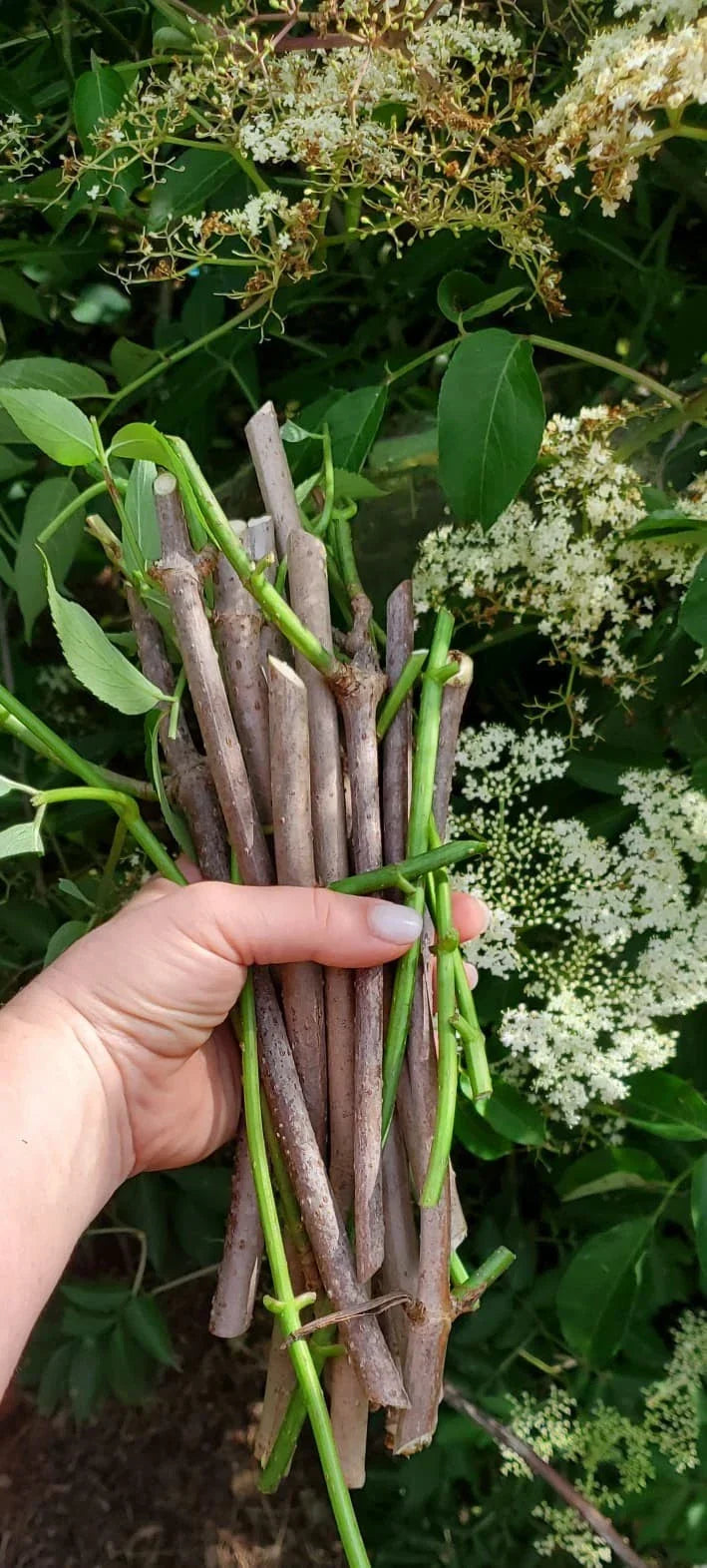Fruit Tree Cuttings - Fig, Mulberry, Apricot, Elderberry, Cherry, Plum, Peach, Pear - Ficus, Morus, Prunus Species