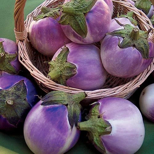Round Mauve Eggplant Seeds - 50+ Non-GMO Solanum Melongena for Home Gardening - USA Grown, Free Shipping
