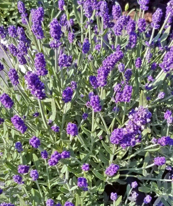 Lavender Plant Bare Root 3 Pack Sentenia Blue Lavandula Purple Flowers for Garden
