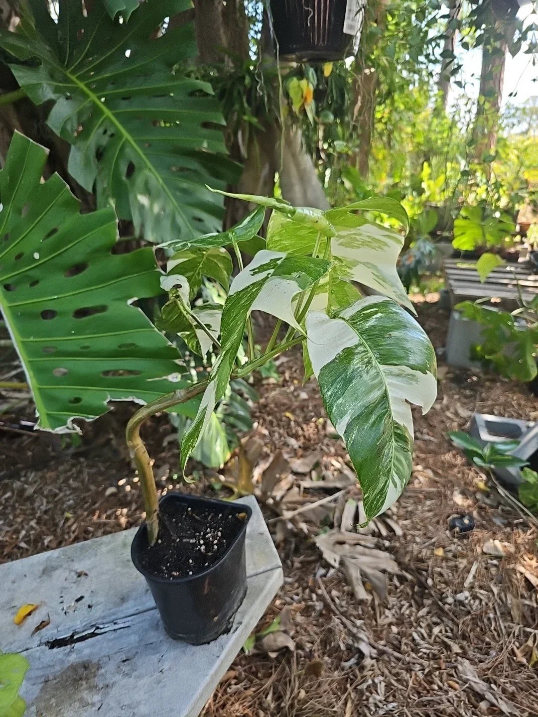 Large Fully Rooted Epipremnum Pinnatum Albo Variegated Plant - Fenestrated Leaves, Indoor Air Purifying, Easy Care