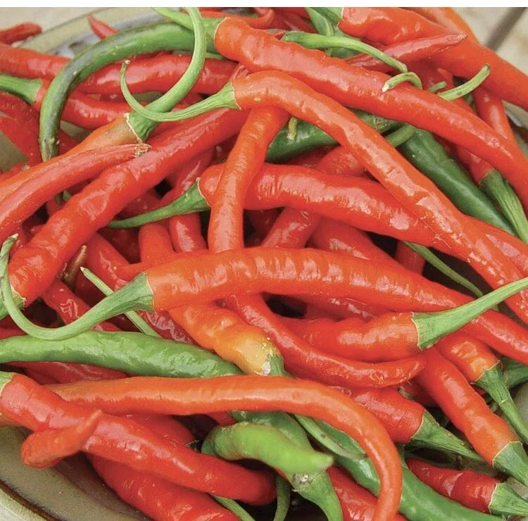Cayenne Pepper Seeds 50+ Non-GMO Long Red Slim Capsicum annuum for Gardening, Culinary Use, USA Free Shipping